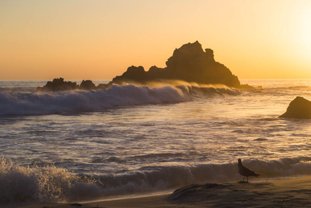 Seagulls on Pfeiffer Beach at sunset.