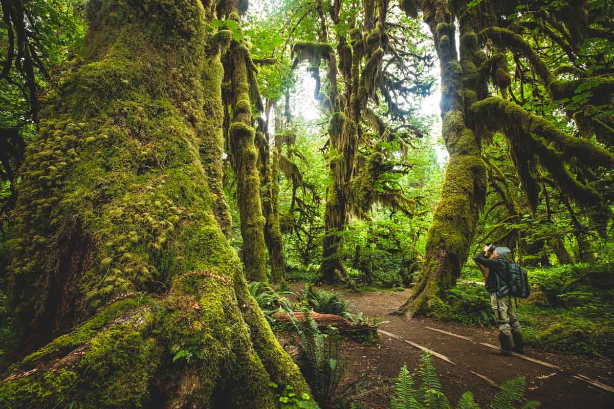 Rain Forest at Hall of Mosses at Olympic National Park Washington