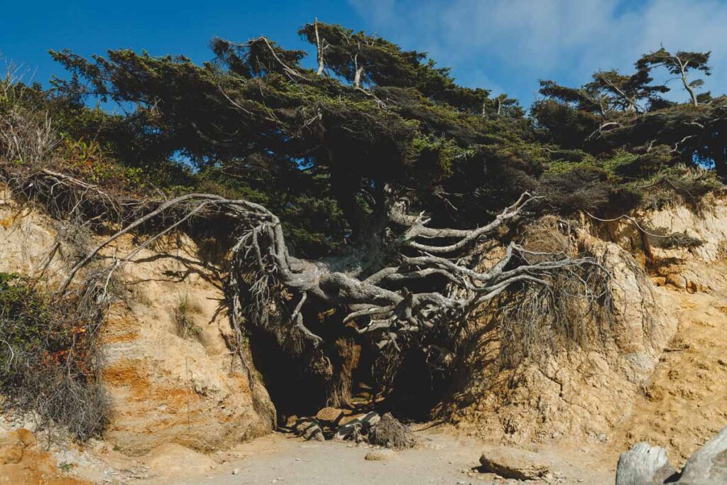 Tree of Life hanging between to sandy cliffs.