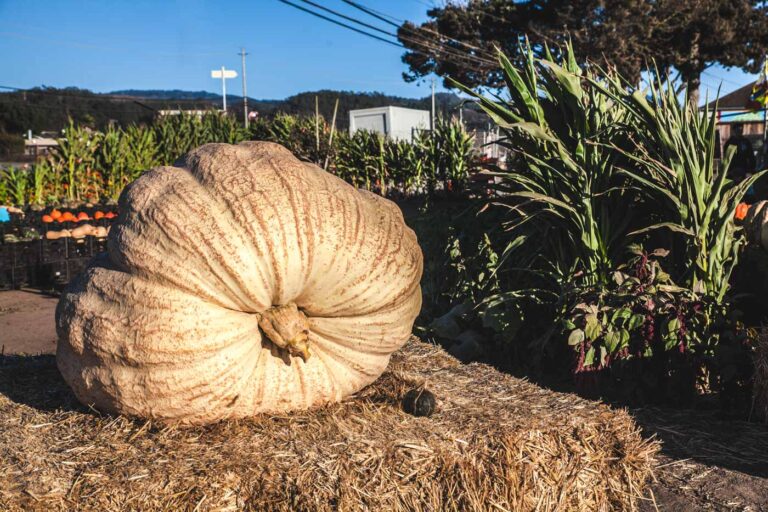 A big pumpkin.
