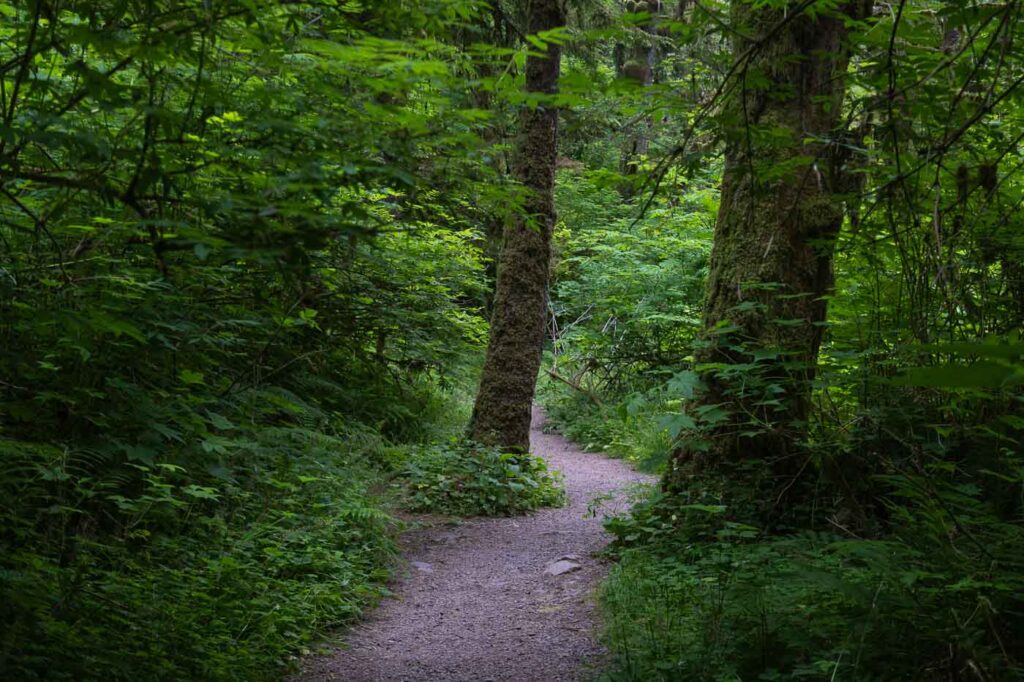 Munson Creek Falls path surrounded by greenery