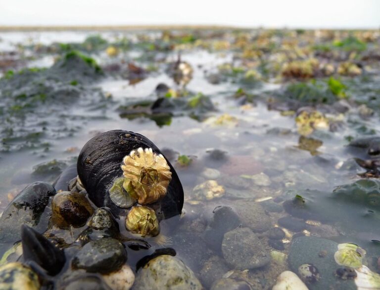 Oyster at low tide.