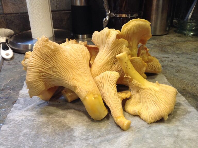 Two West Coast national forests let you forage a free gallon of wild mushrooms. California banned it in every state park but one.