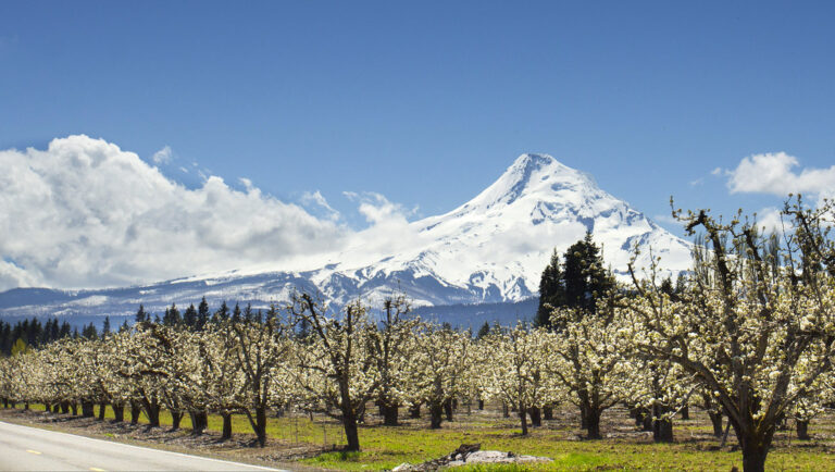 Washington and Oregon’s peach season is just peaking — Brentwood, California’s is already over for the year