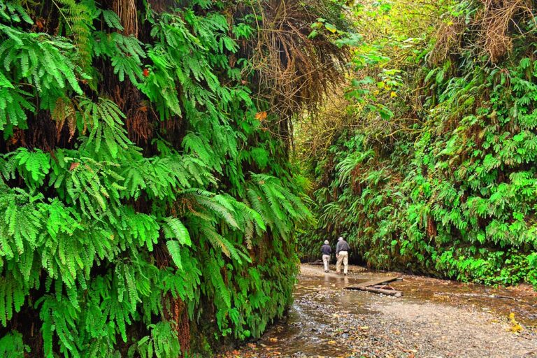 These three West Coast trails don’t stop at the view — they let you walk inside it