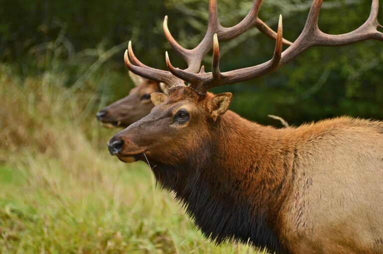 Winter Wildlife Watchlist: Elk, Eagles, Elephant Seals, and Where to Stand