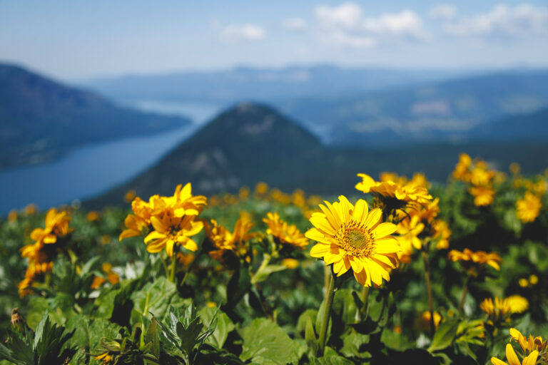 How to Visit The Dog Mountain Wildflowers at The Columbia River Gorge
