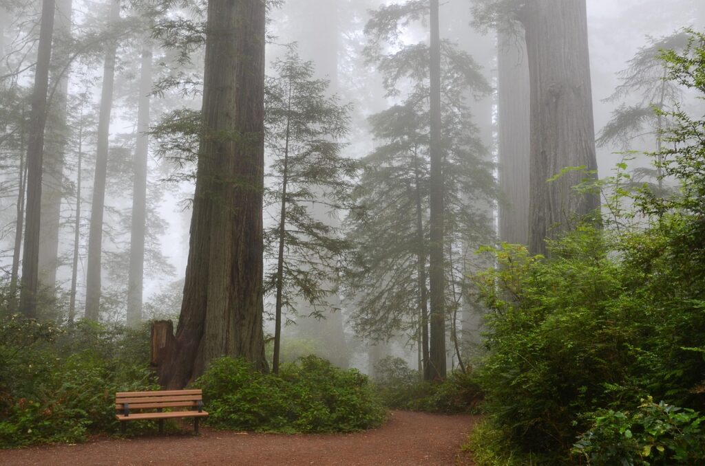 usa, america, california, sequoias, lady bird johnson grove, redwood national park, nature, forest, redwood, path, trail, foggy, california, redwood, redwood, redwood, redwood, redwood