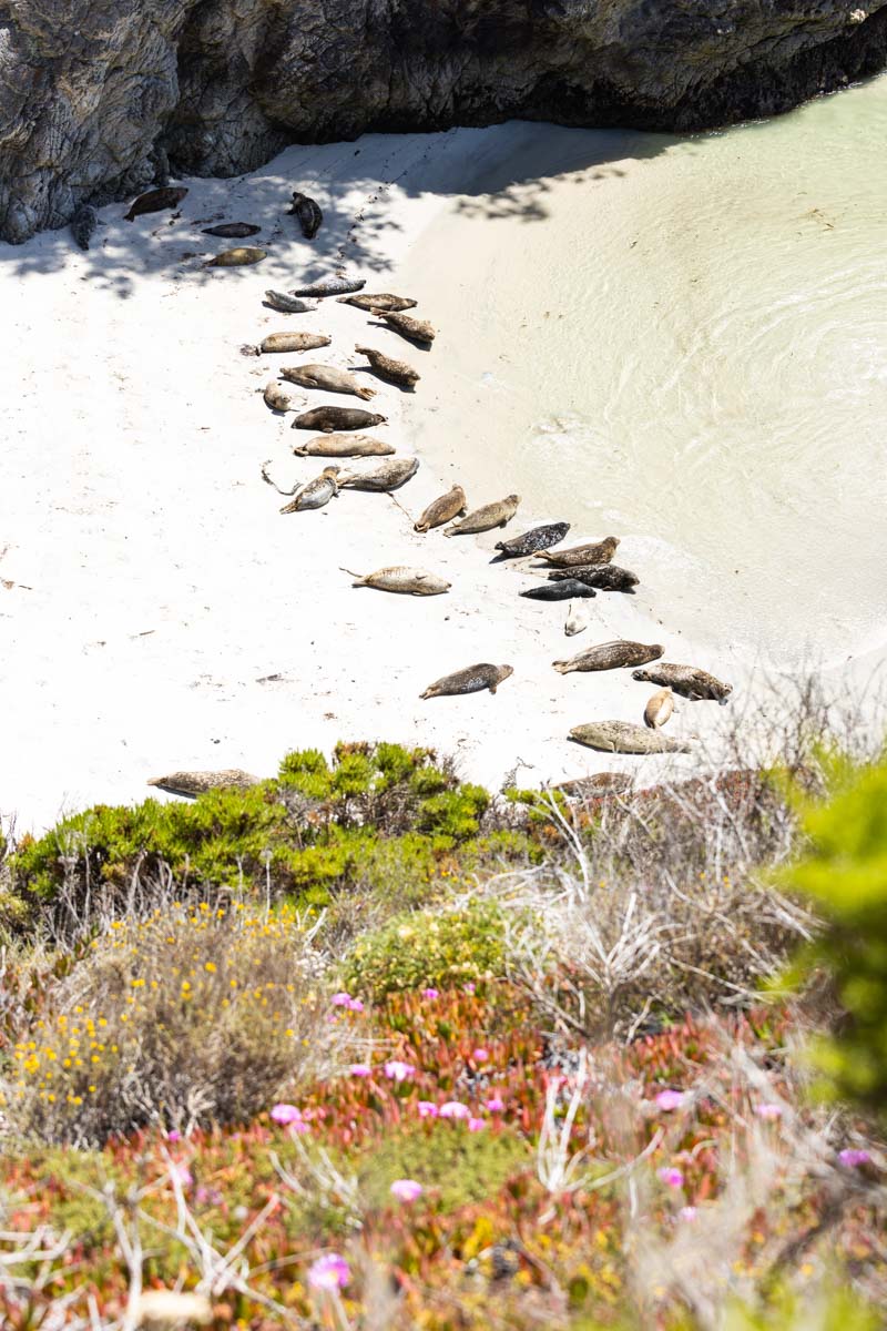 Harbor seals resting on rocks at Point Lobos, California