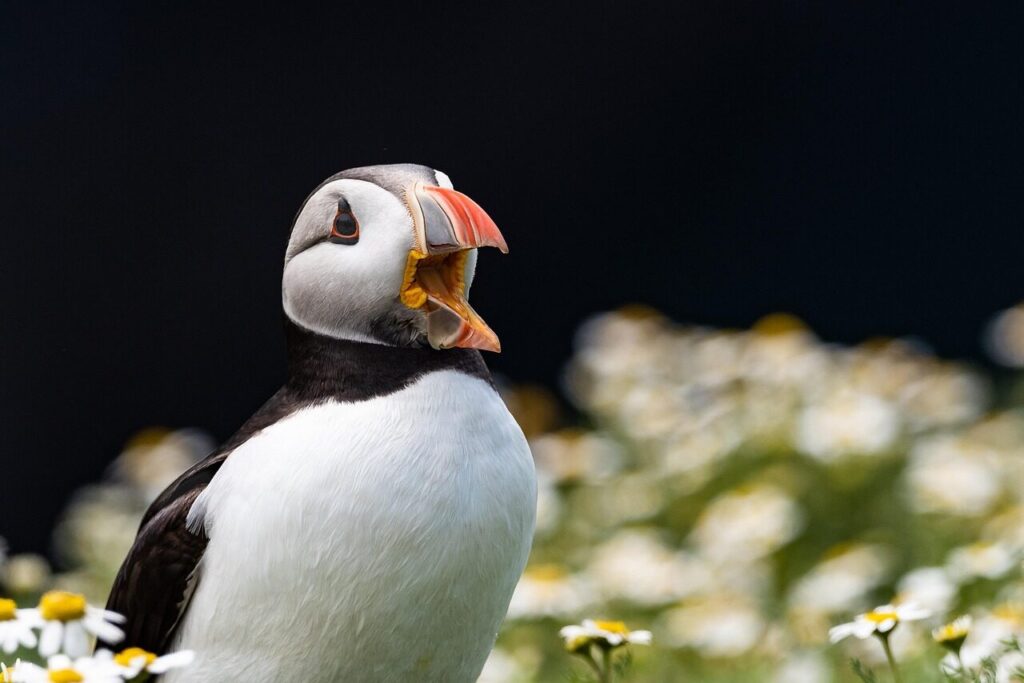 puffin, bird, animal, seabird, beak, plumage, feathers, nature, puffin, puffin, puffin, puffin, puffin