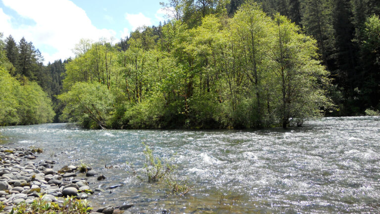 The McKenzie River running through forest in Oregon