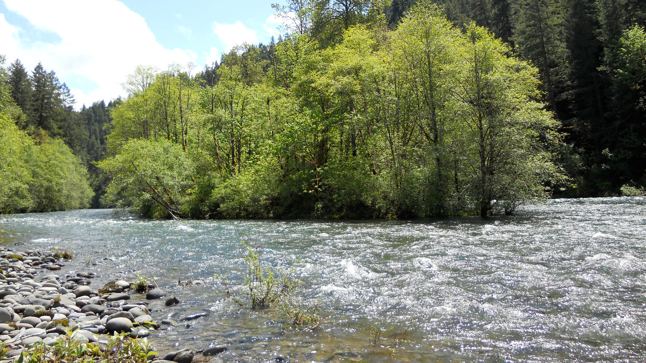 The McKenzie River running through forest in Oregon