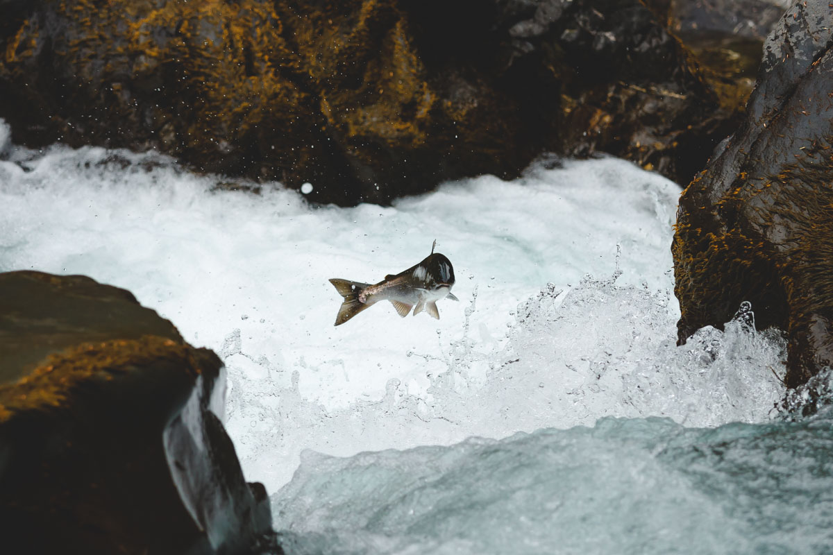 A salmon leaping out of the water at Salmon Cascade near Sol Duc Falls in Washington