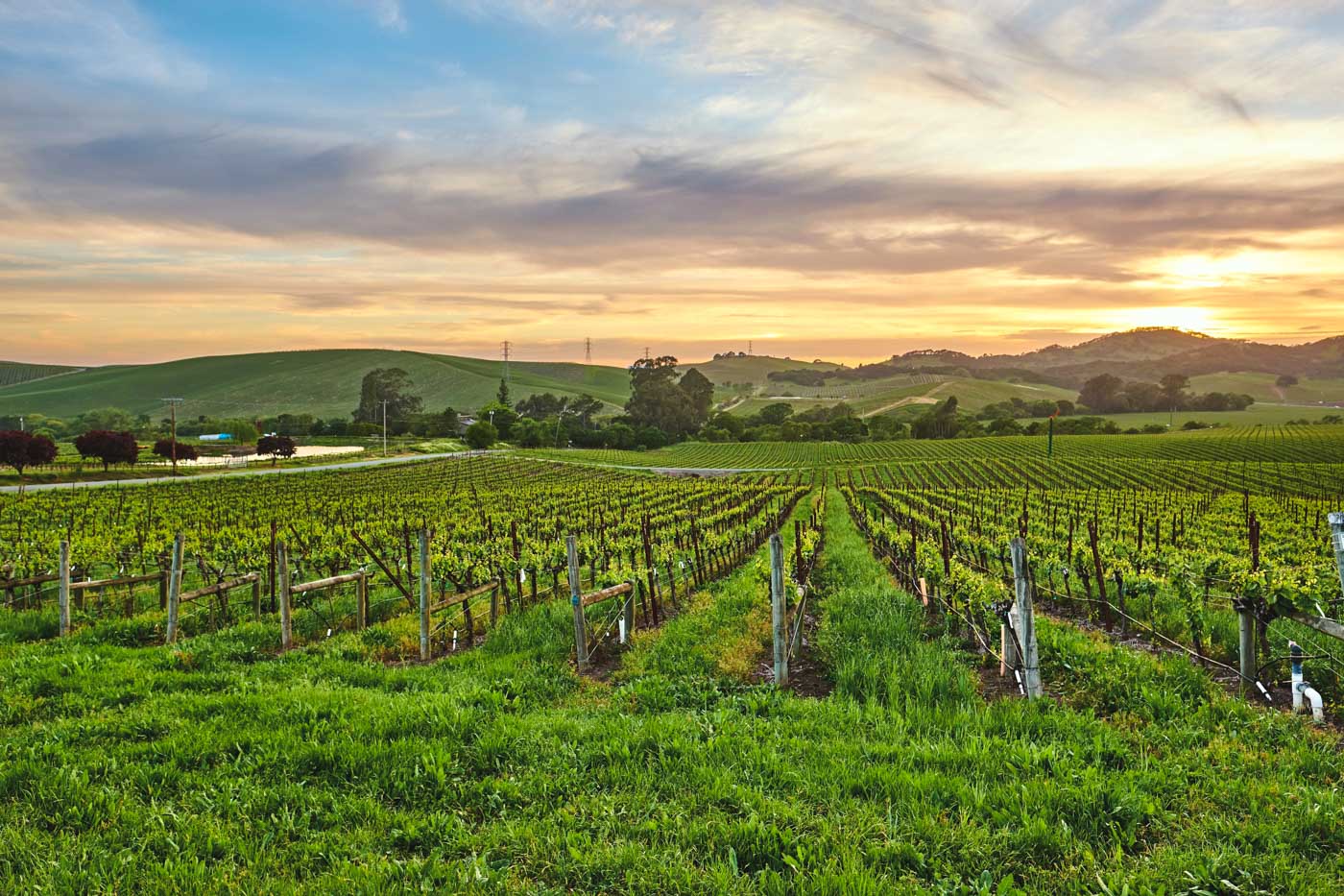 California wine country vineyard at sunset