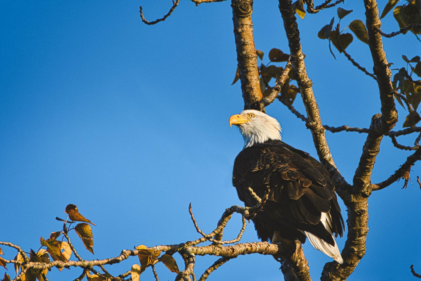 Bald eagle perched on a branch