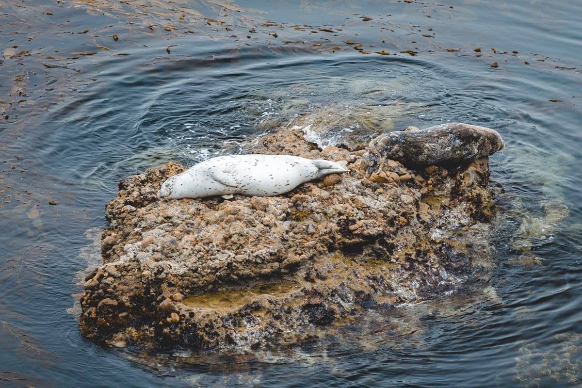 Sea lions resting on the rocks at Point Lobos State Natural Reserve in California