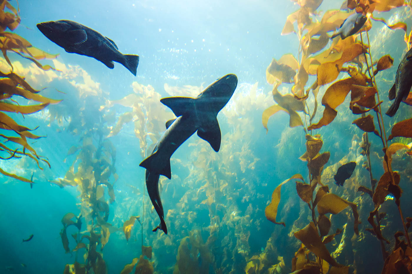 A shark swimming inside the Monterey Bay Aquarium in California