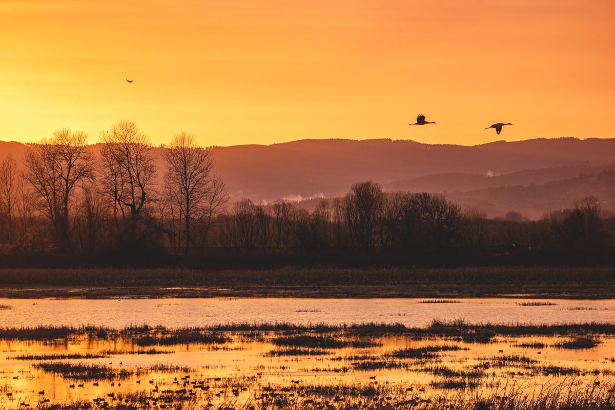Birds flying over Sturgeon Lake on Sauvie Island at sunset